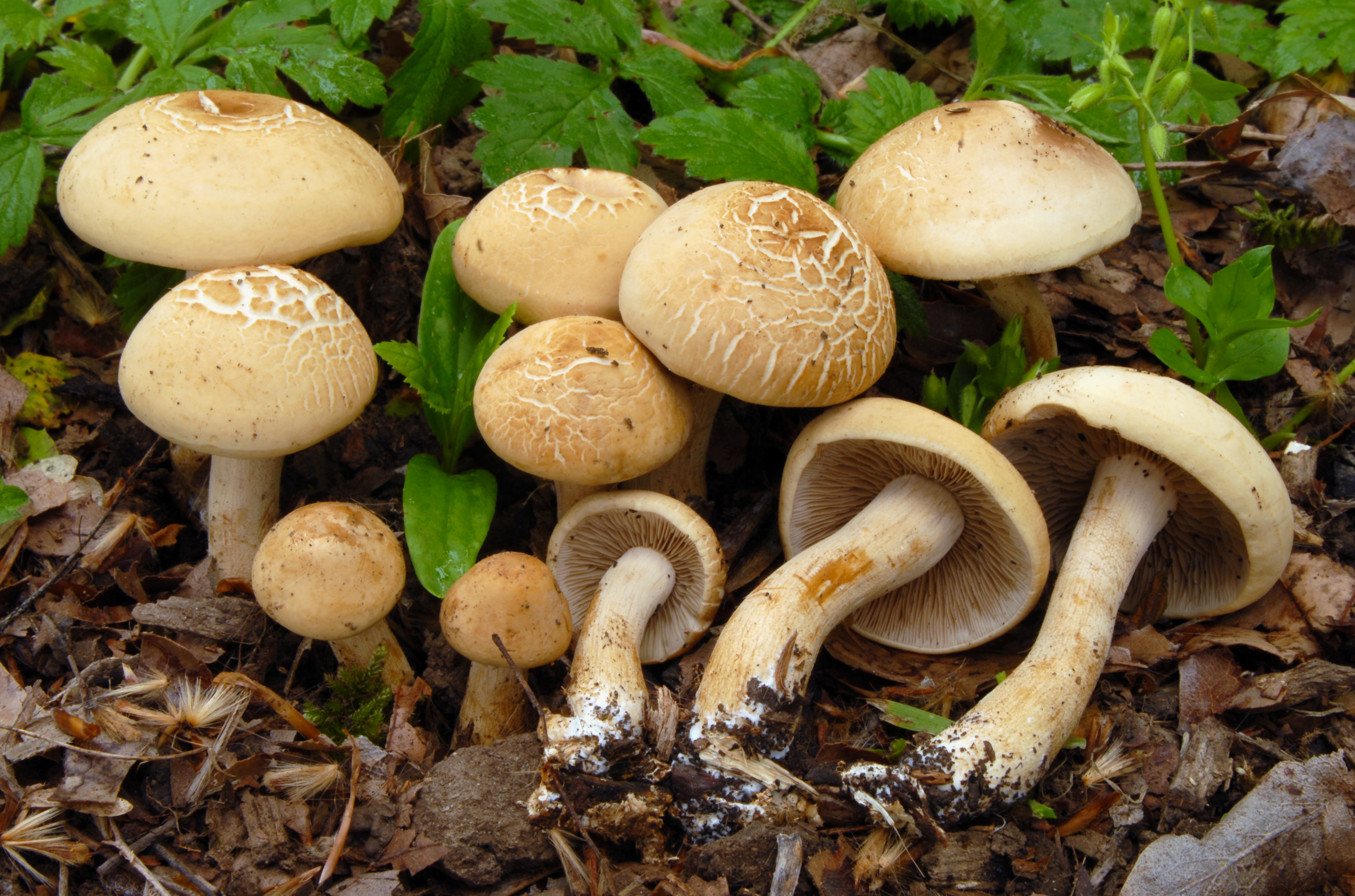 Foto Agrocybe putaminum